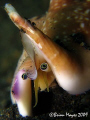 Eyes of a Strombus (Vomer vomer)...and I didn't even have to wrangle the conch, it was just there crawling along. :-)......¸><((((º>.....Canon G9 & Inon UCL 165 